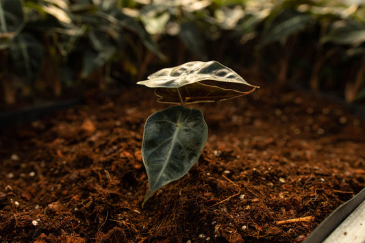 Houseplant Soil FAQ: Everything You Need to Know for Happier Plants