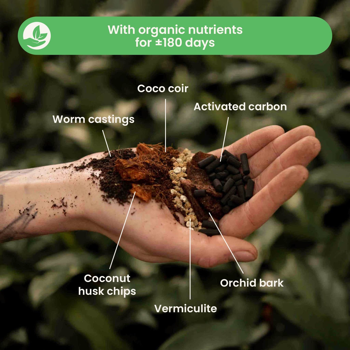 Substrato para Alocasia