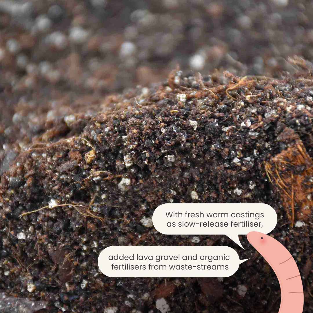 Substrato para Alocasia