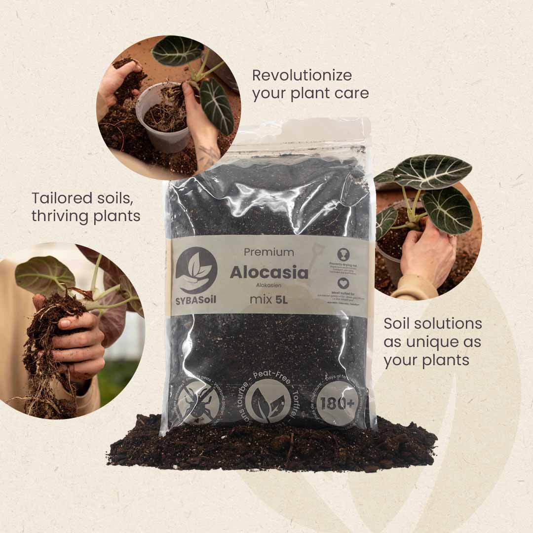 Substrato para Alocasia