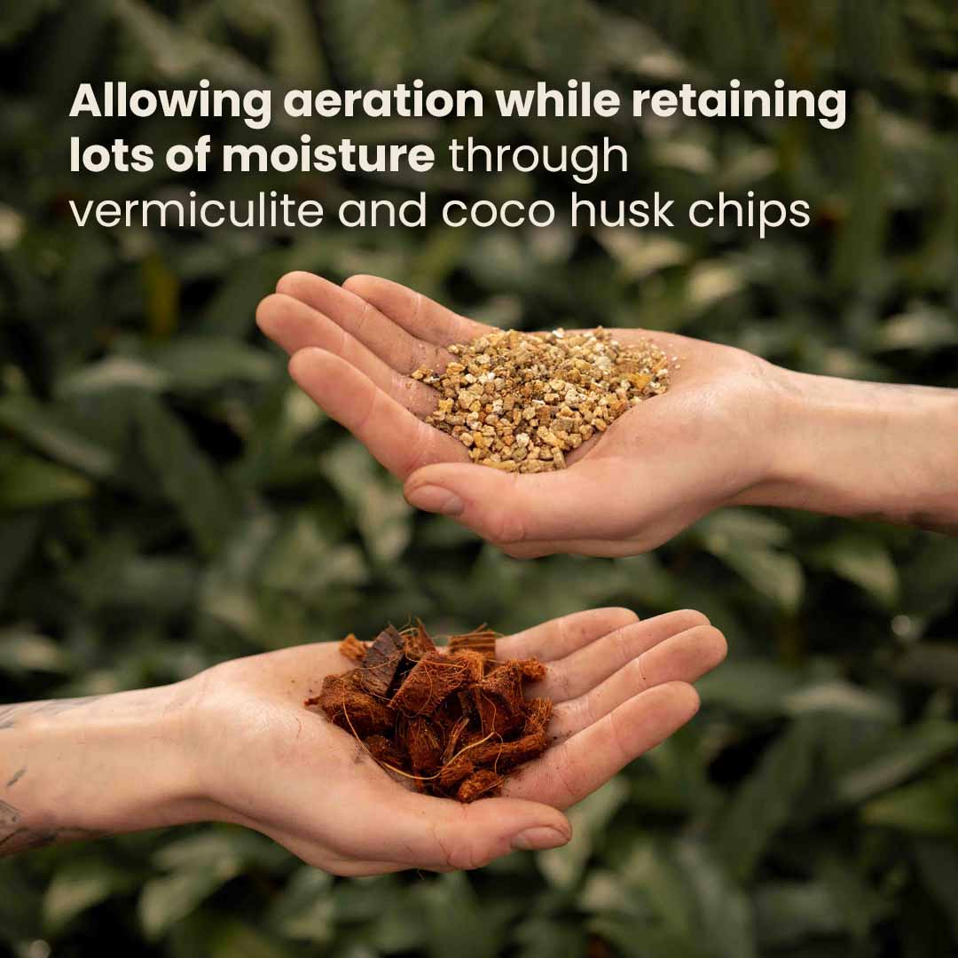 Substrato para Alocasia