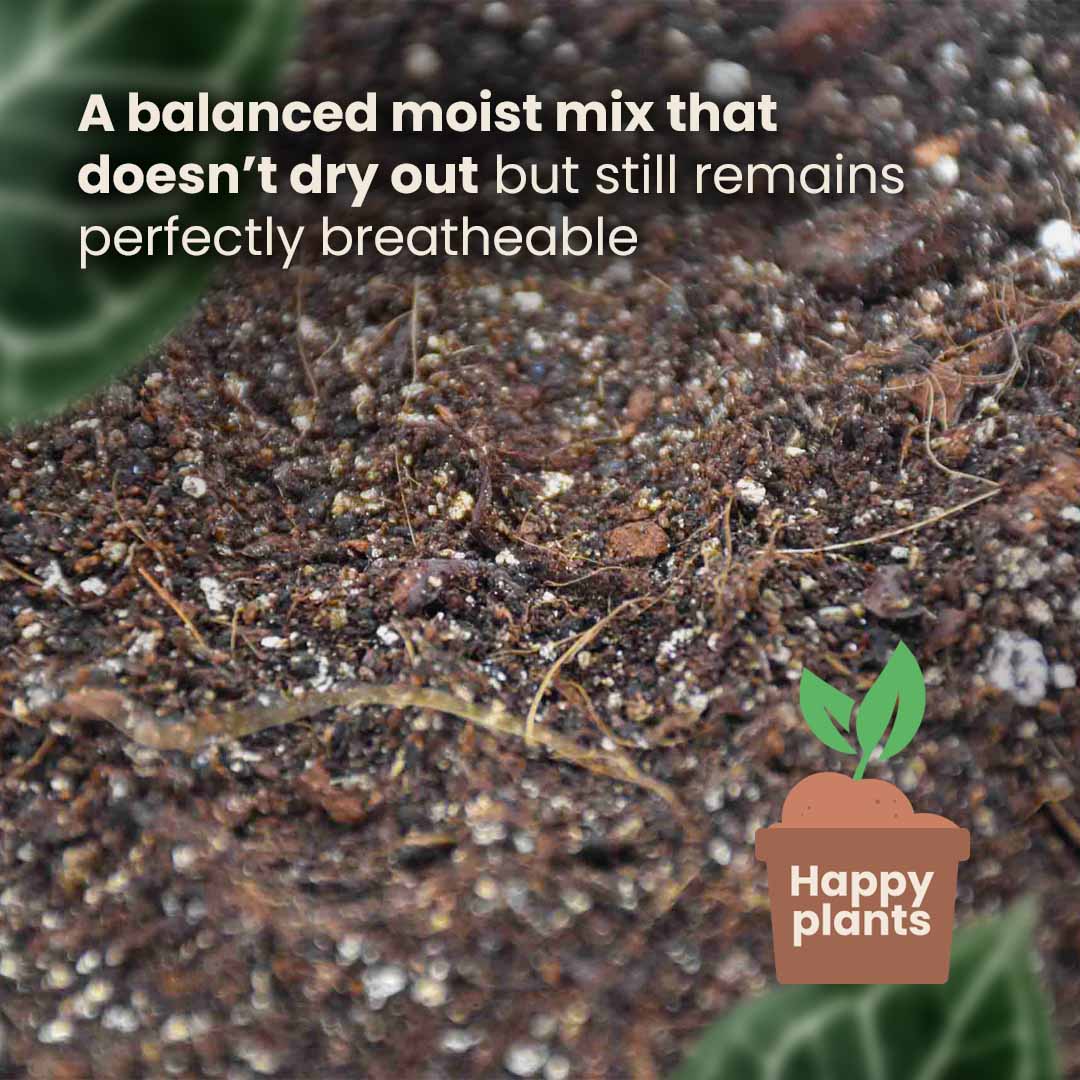 Substrato para Alocasia