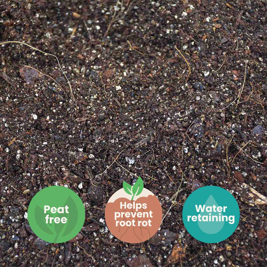 Substrato para Alocasia