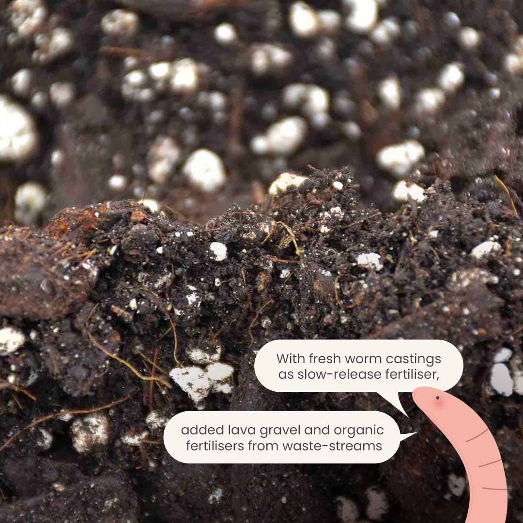 Substrato para Anthurium