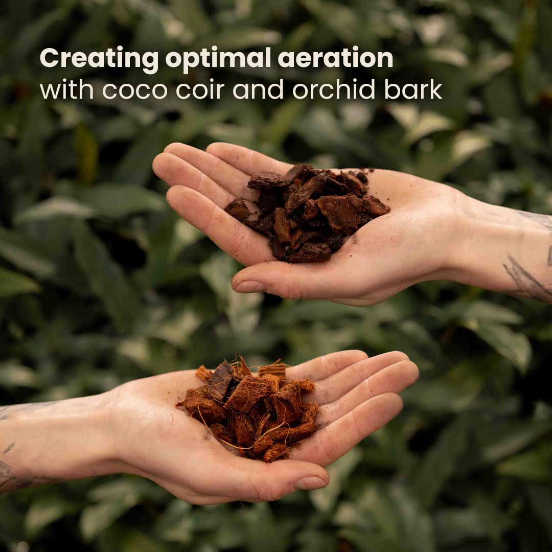 Substrato para Anthurium