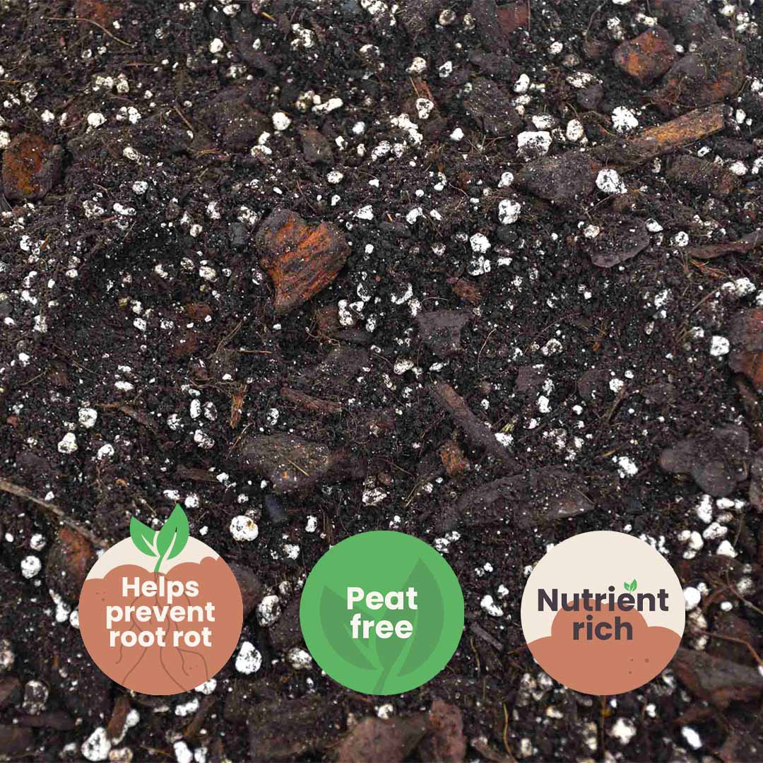 Substrato para Anthurium