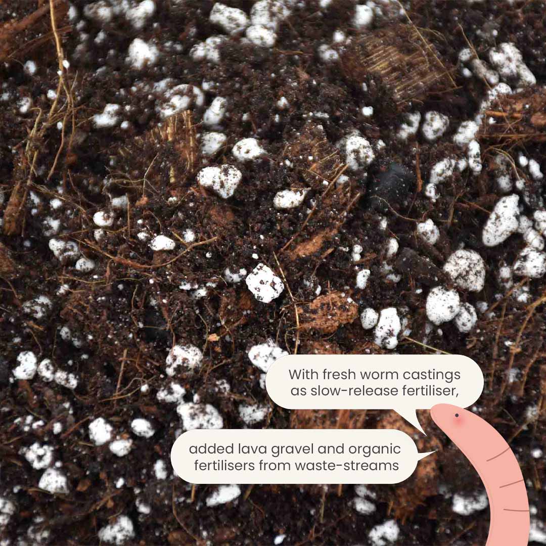 Substrato para Aroid