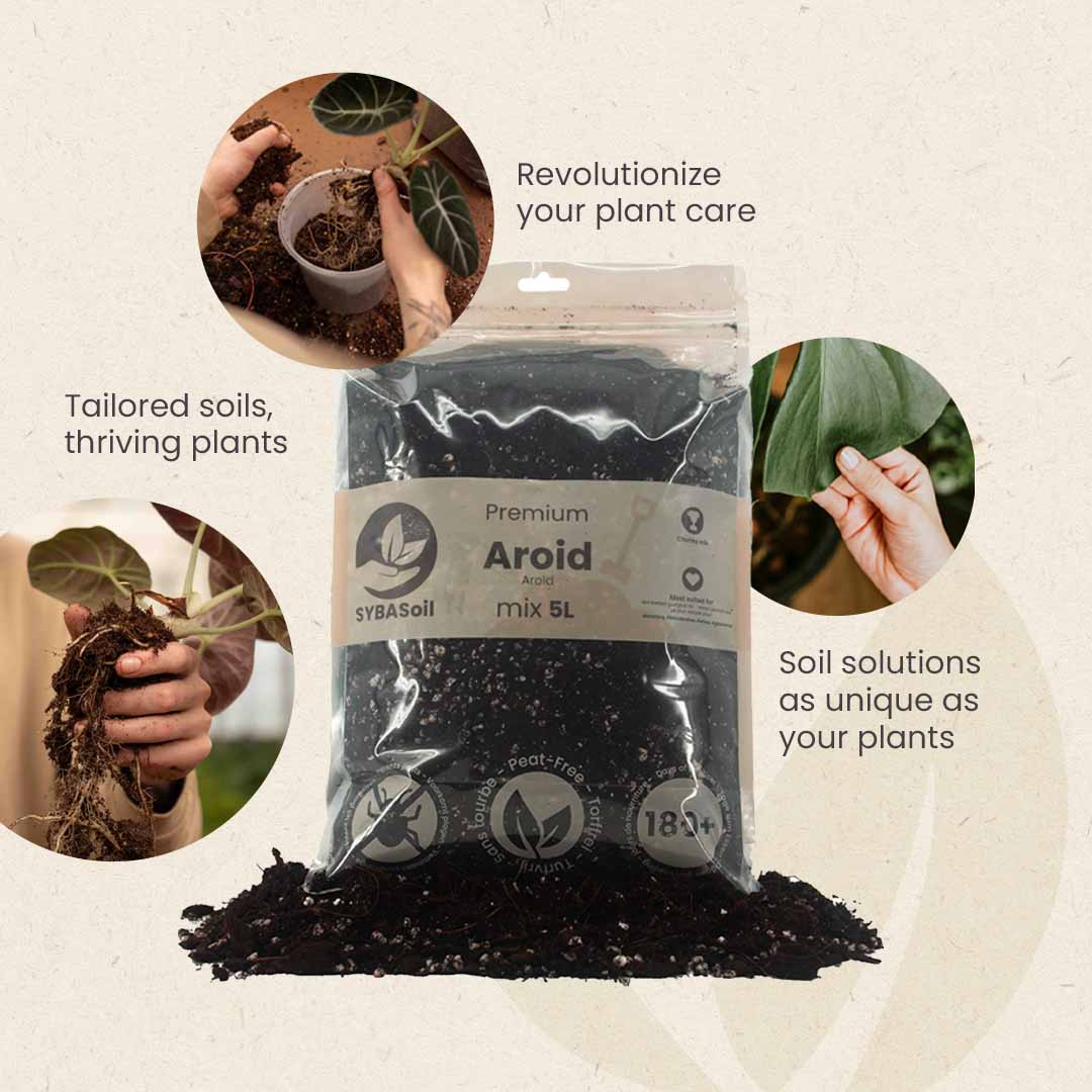 Substrato para Aroid