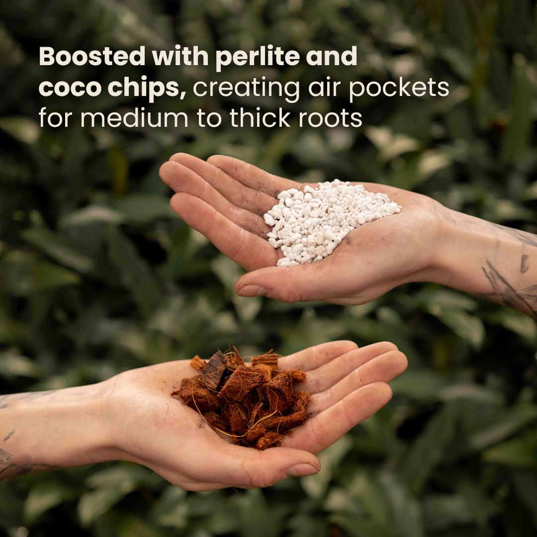 Substrato para Aroid