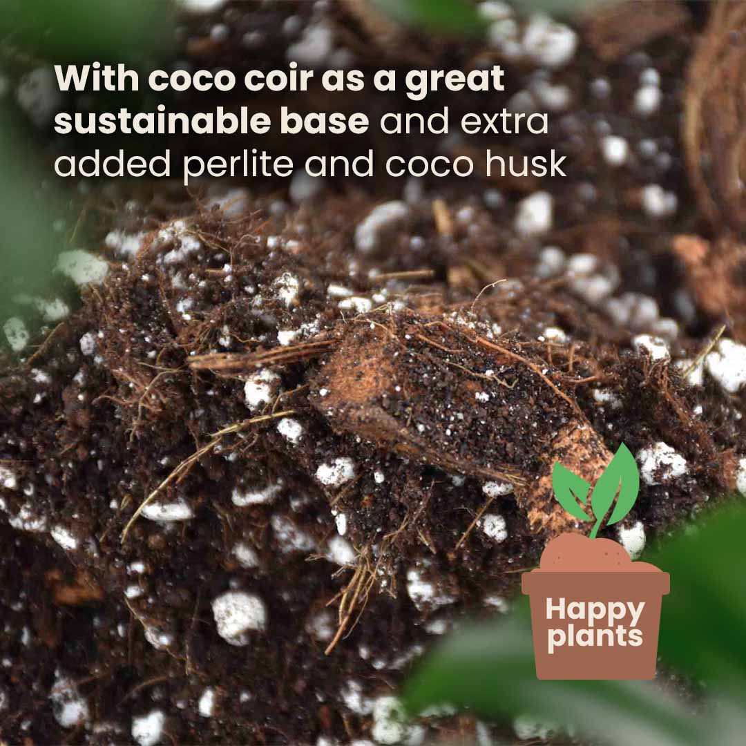 Substrato para Aroid