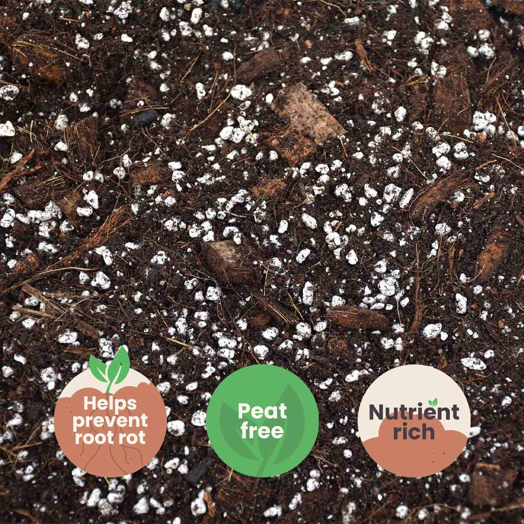 Substrato para Aroid