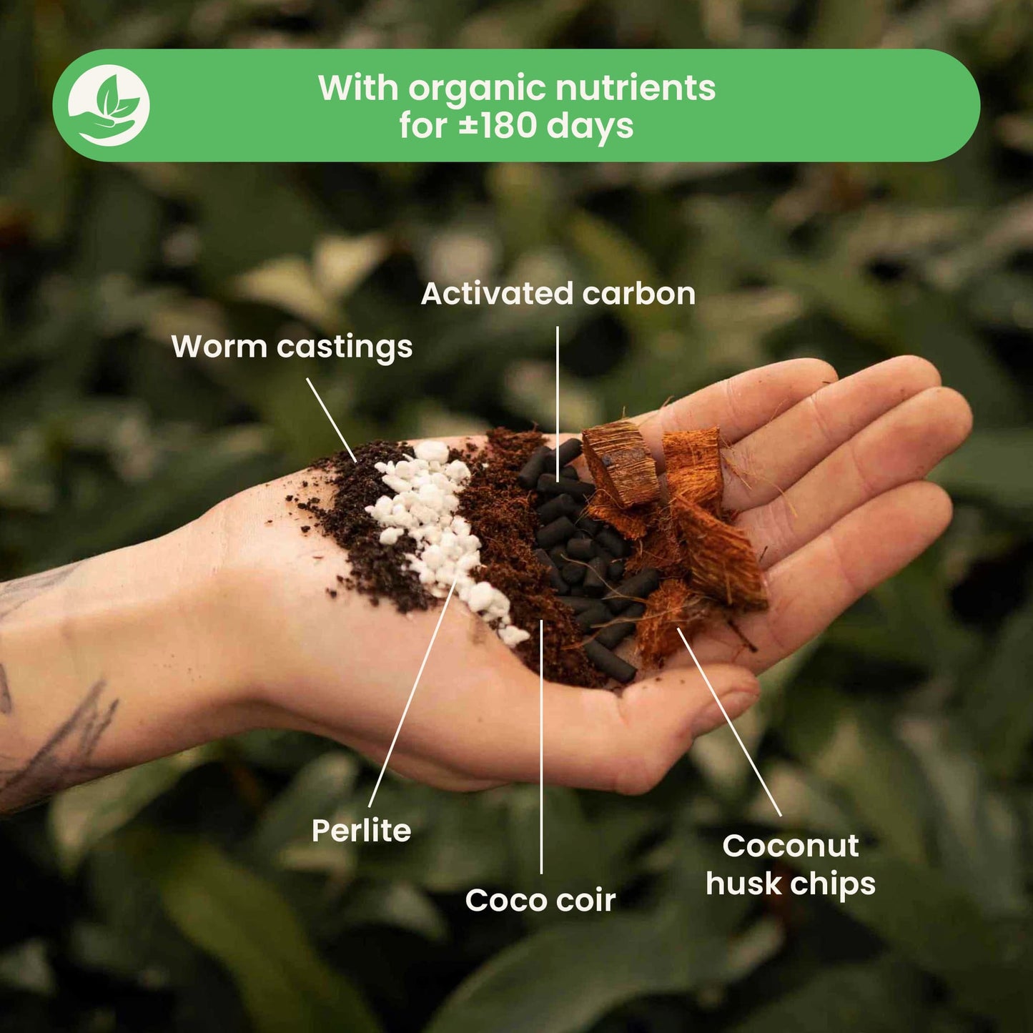 Substrato para Aroid