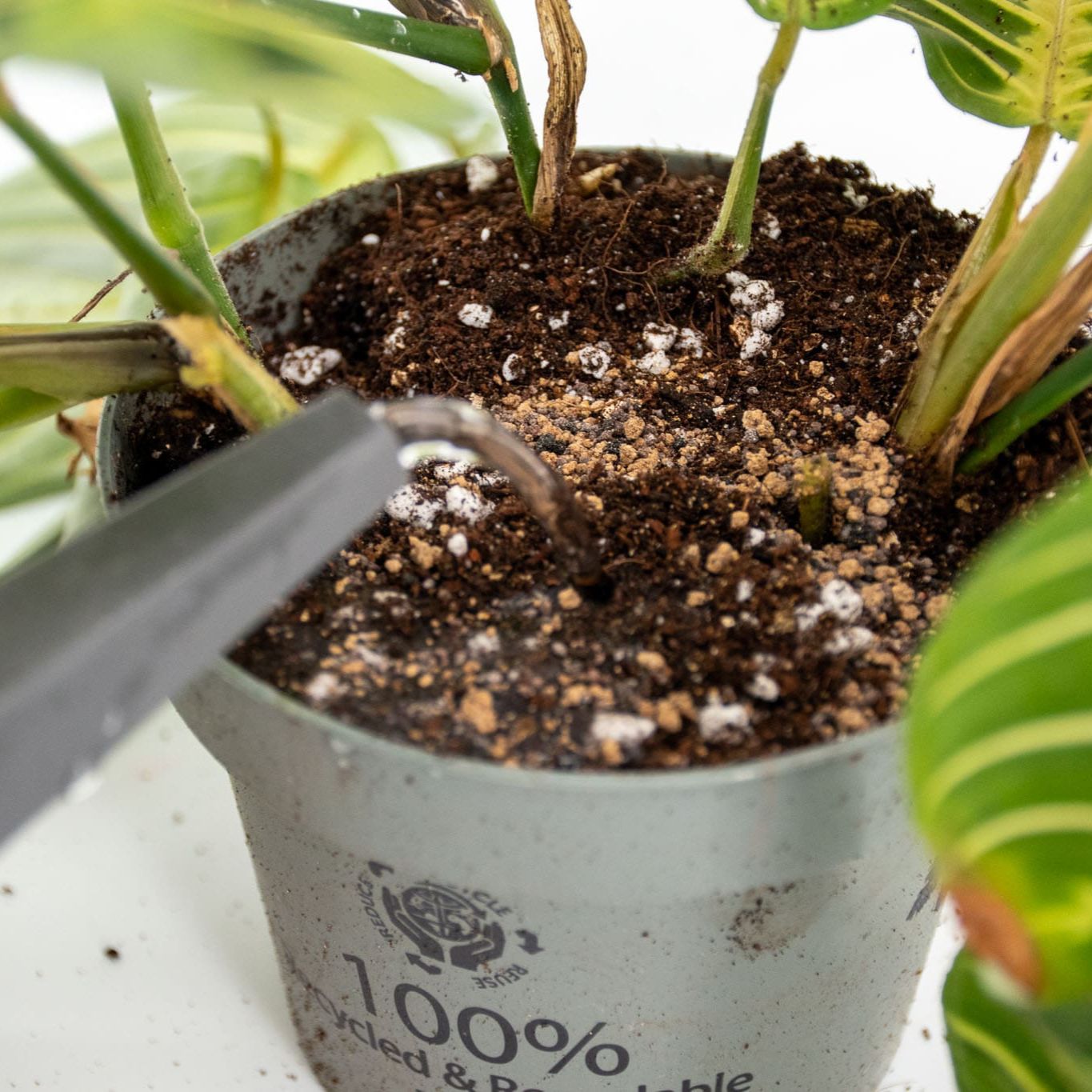 Fertilizante BIO de Liberação Lenta para Plantas Tropicais