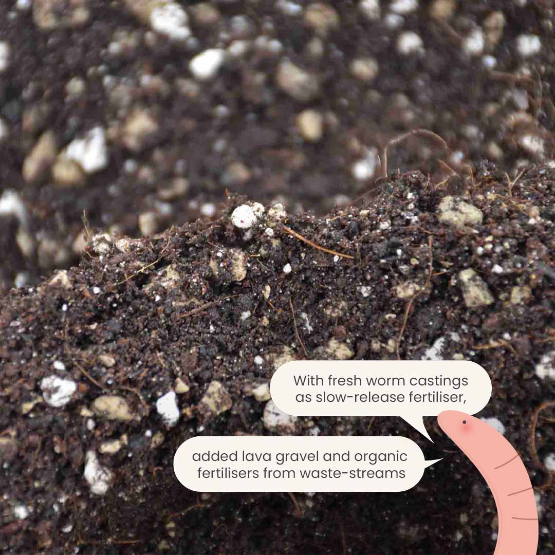 Bonsai Mix