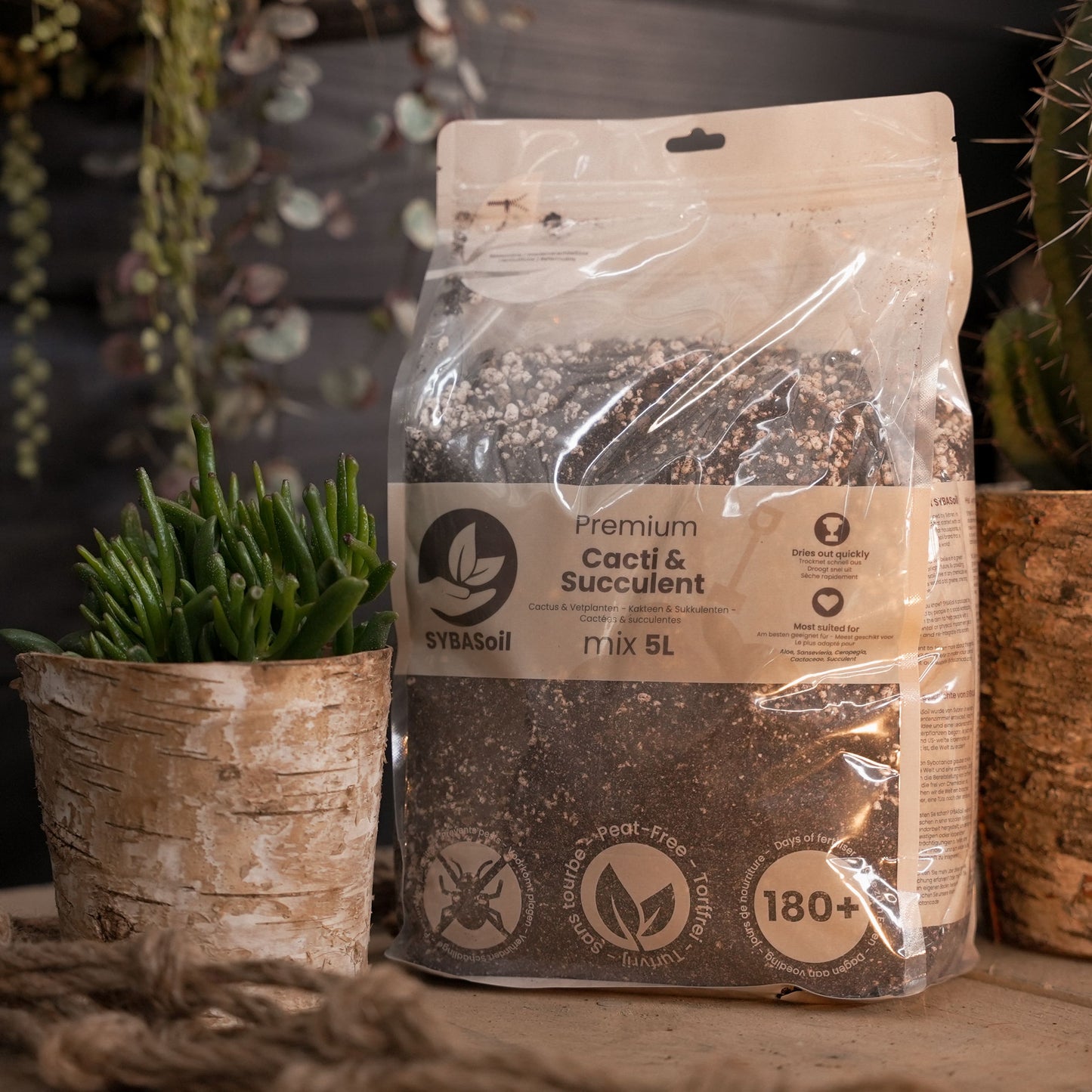 Substrato para Cactos & Suculentas