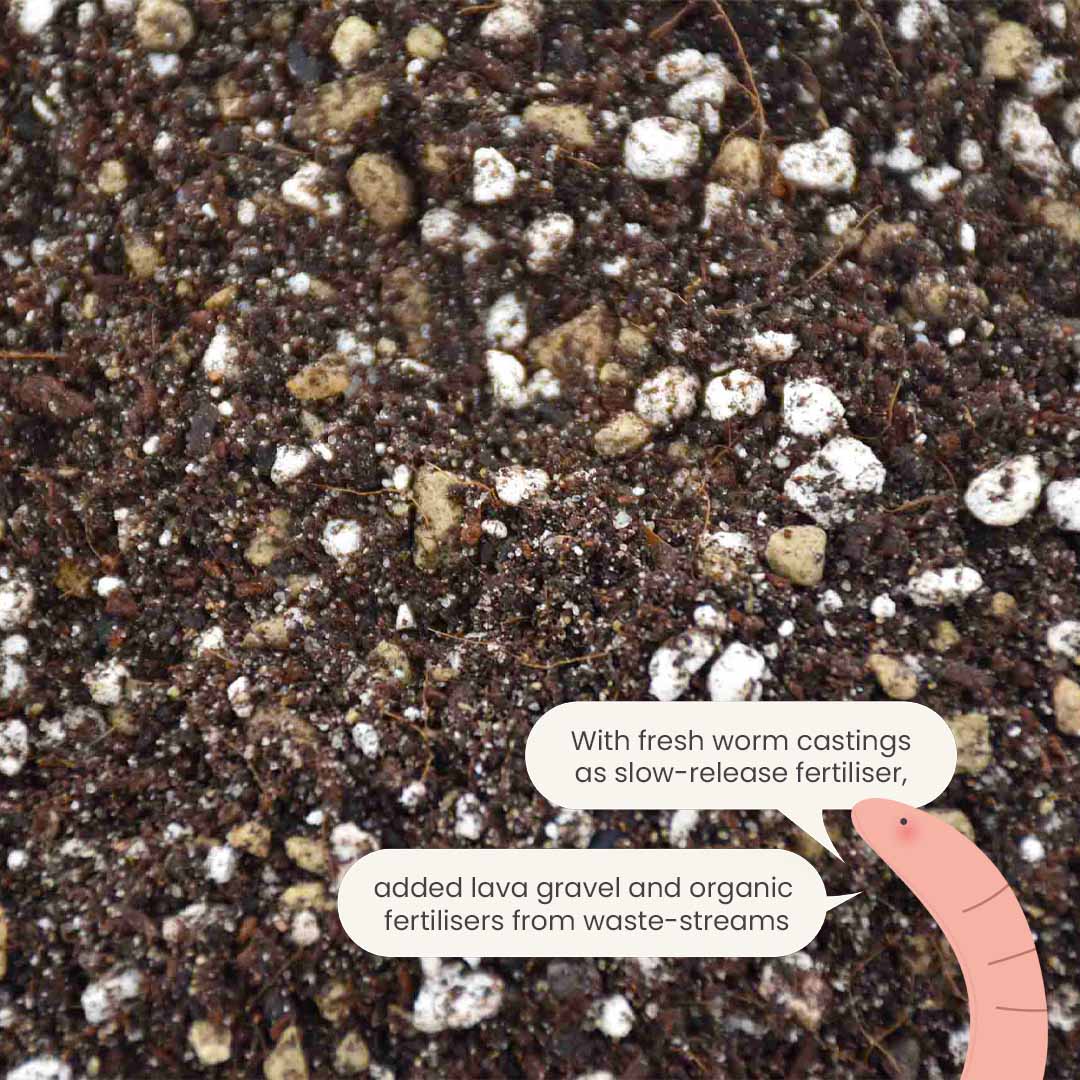 Substrato para Cactos & Suculentas