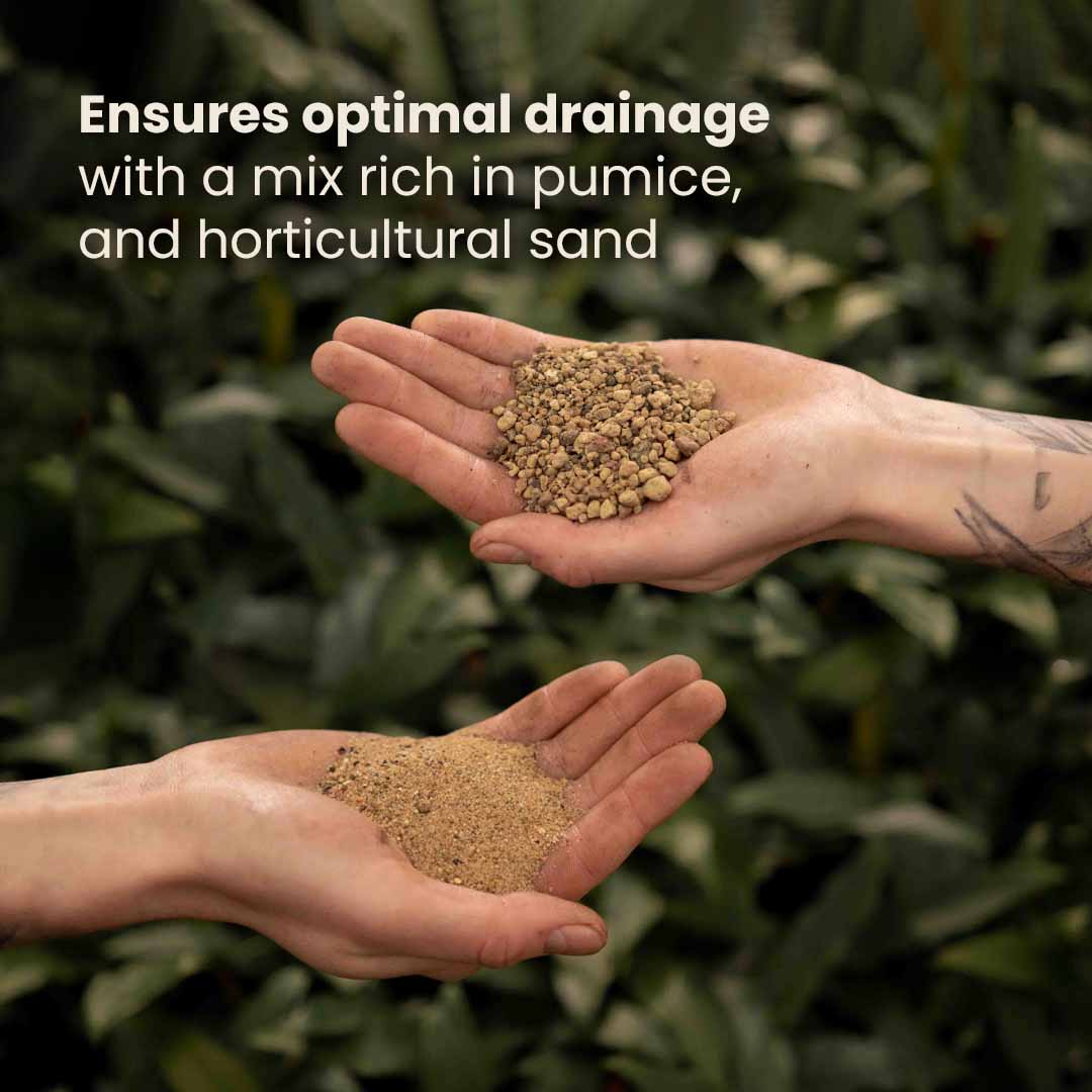 Substrato para Cactos & Suculentas