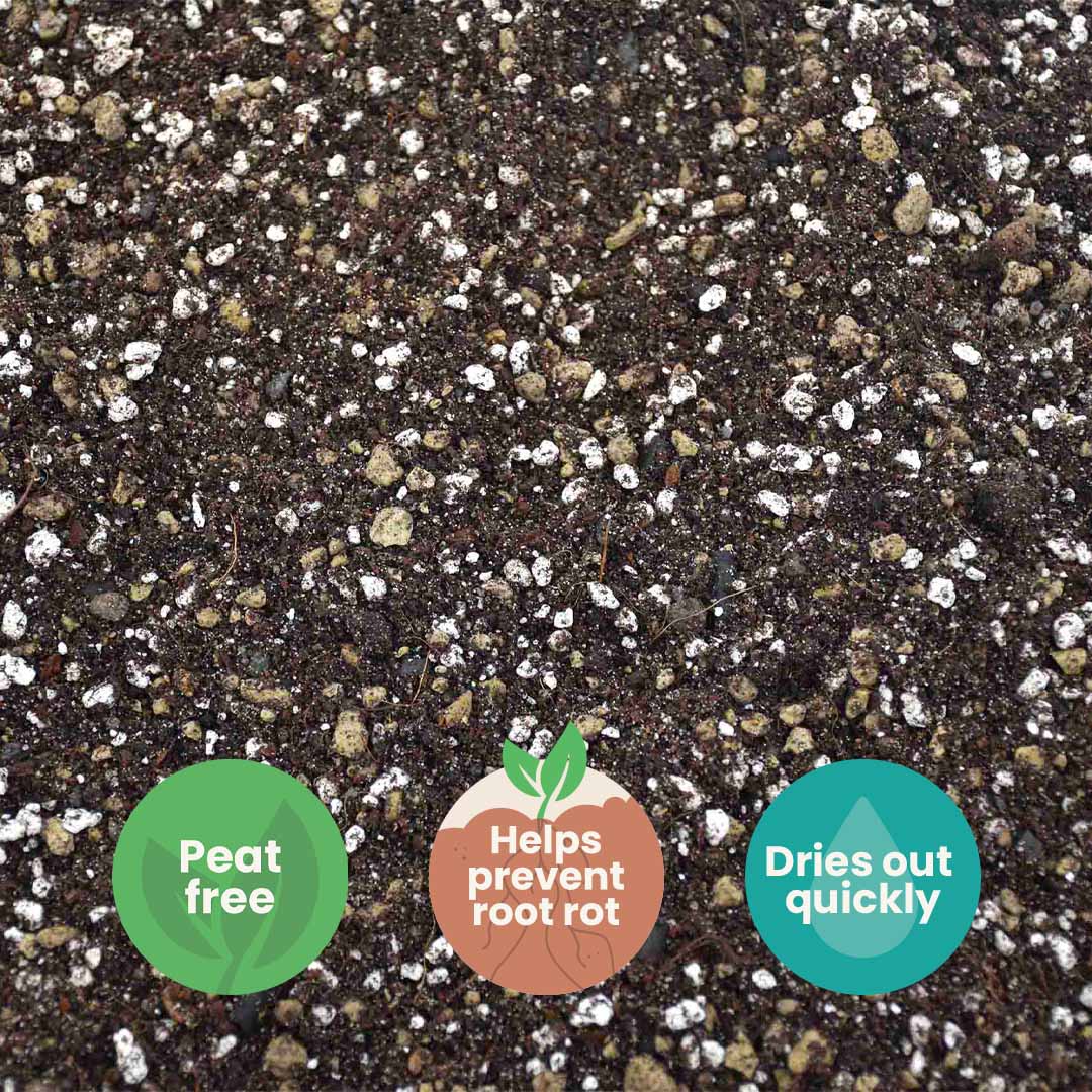 Substrato para Cactos & Suculentas