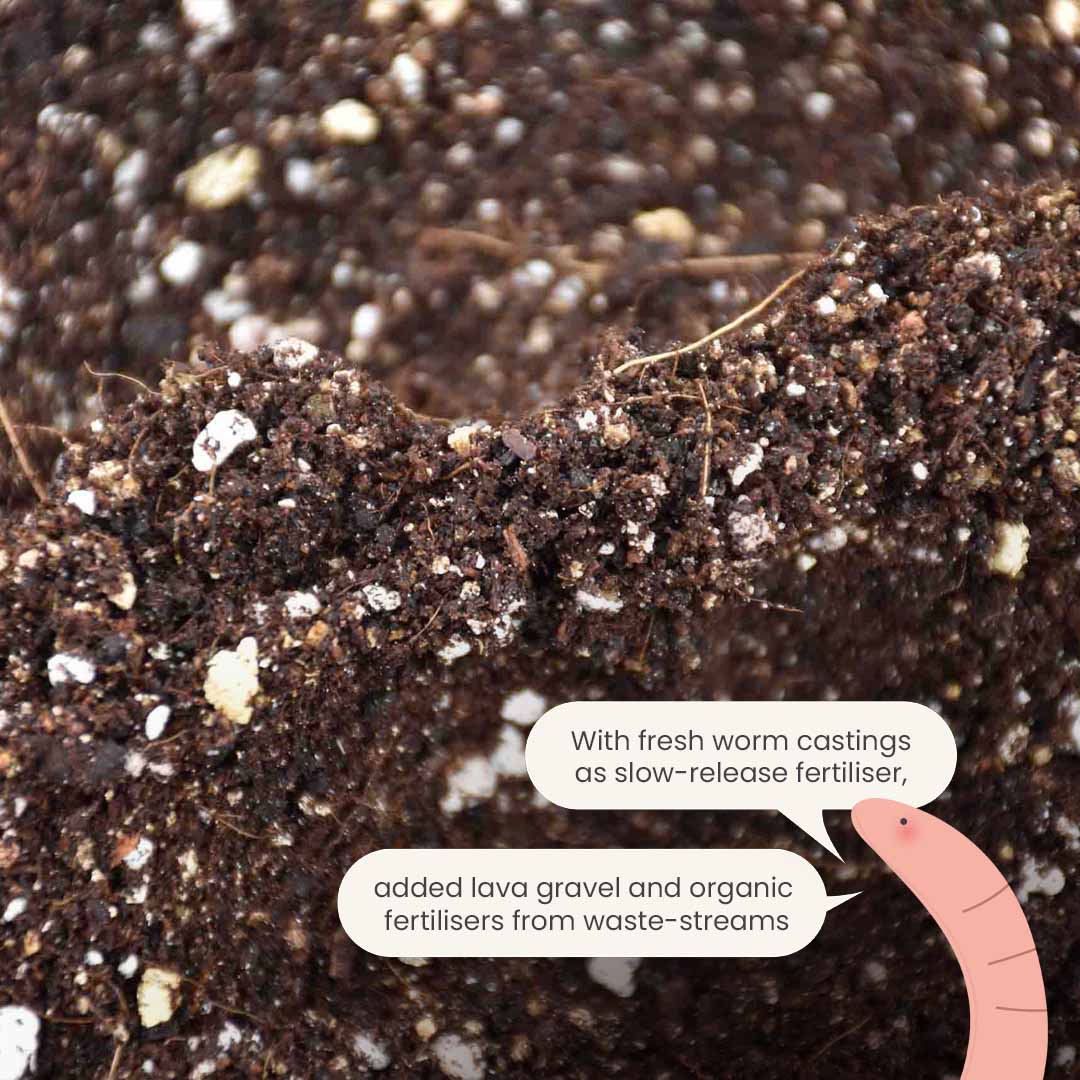 Substrato para Calathea & Maranta