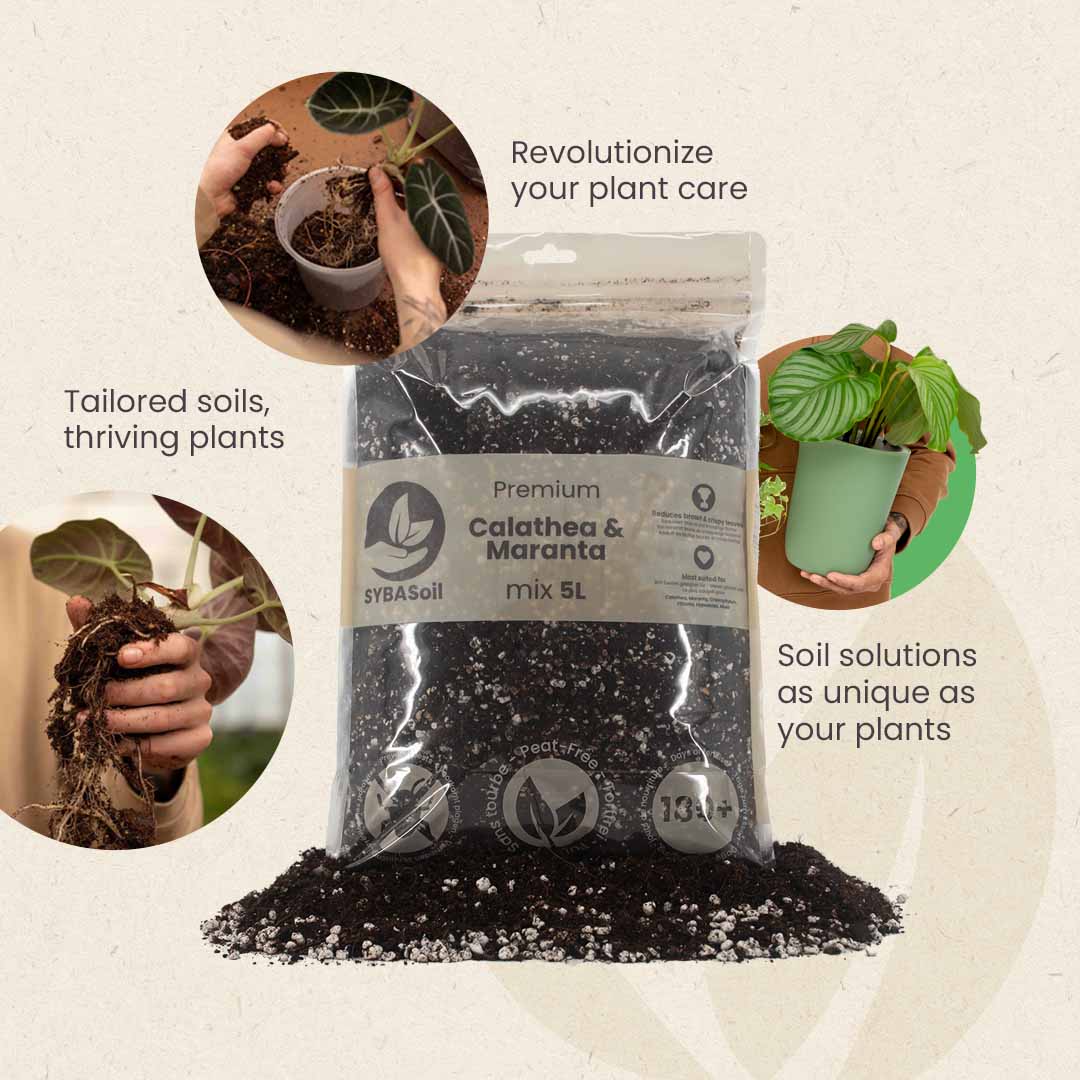 Substrato para Calathea & Maranta