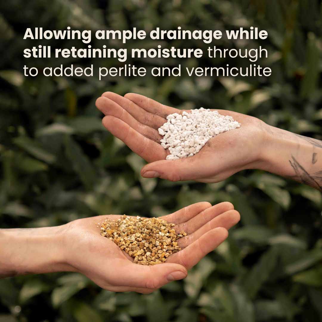 Substrato para Calathea & Maranta