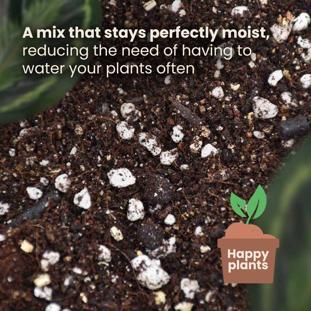 Substrato para Calathea & Maranta