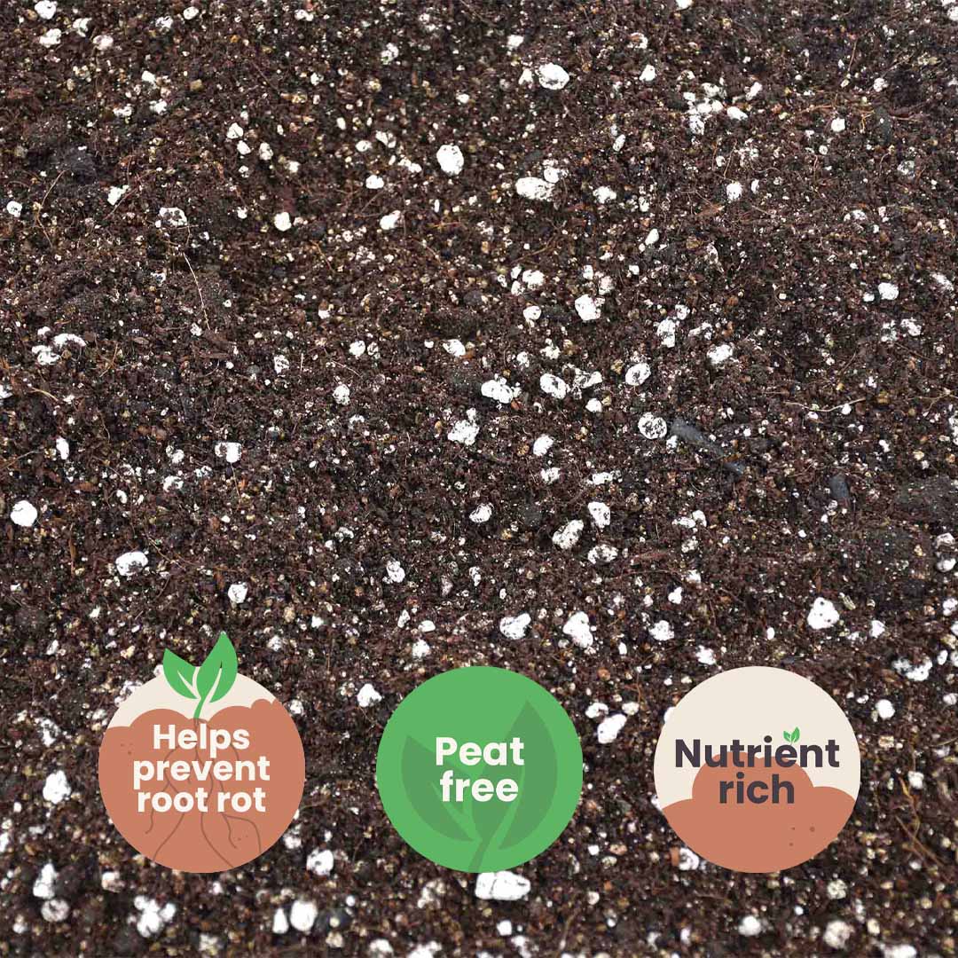 Substrato para Calathea & Maranta