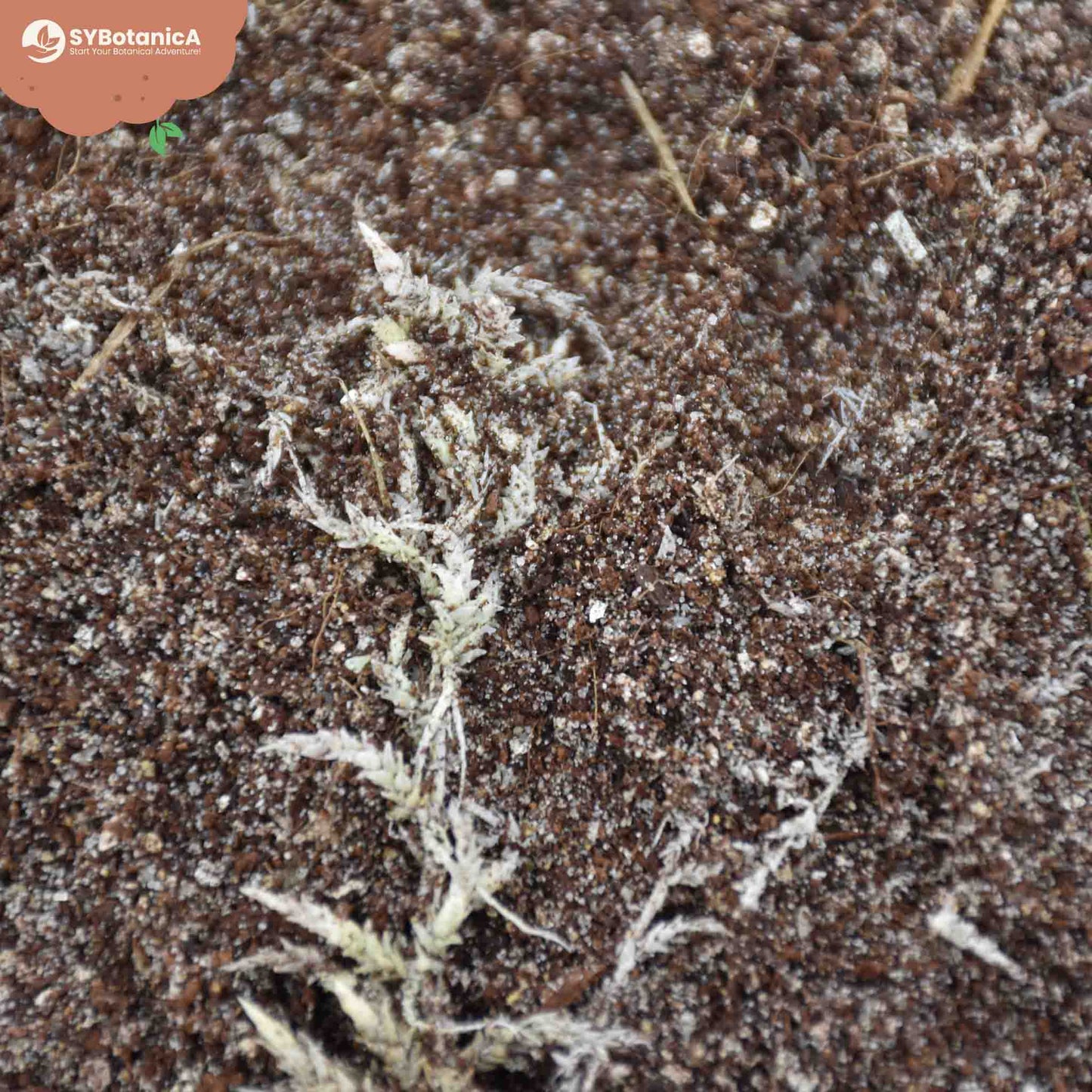 Substrato para Plantas carnívoras