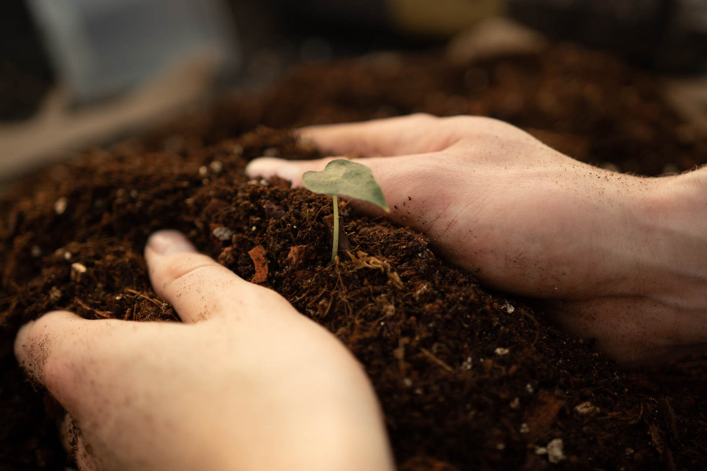 Super pacote DIY para misturas de selva tropical