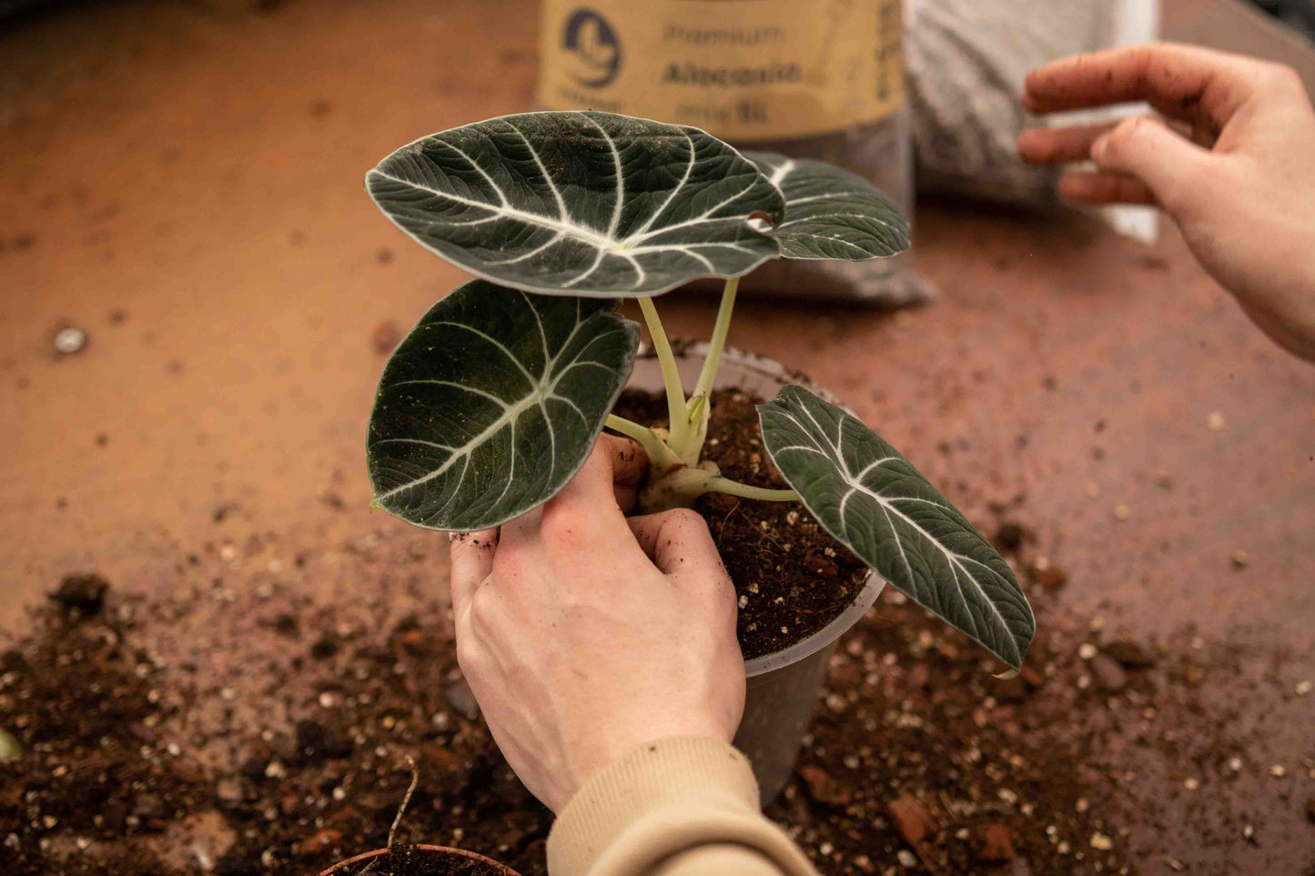 Super pacote DIY para misturas de selva tropical