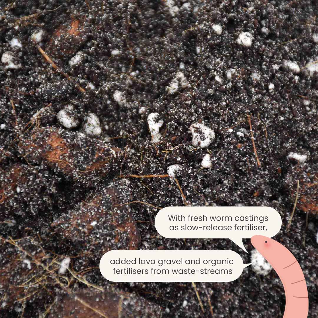 Substrato para Ficus