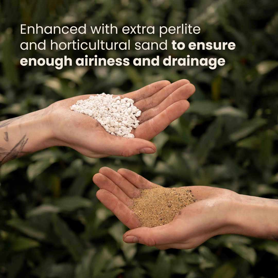 Substrato para Ficus