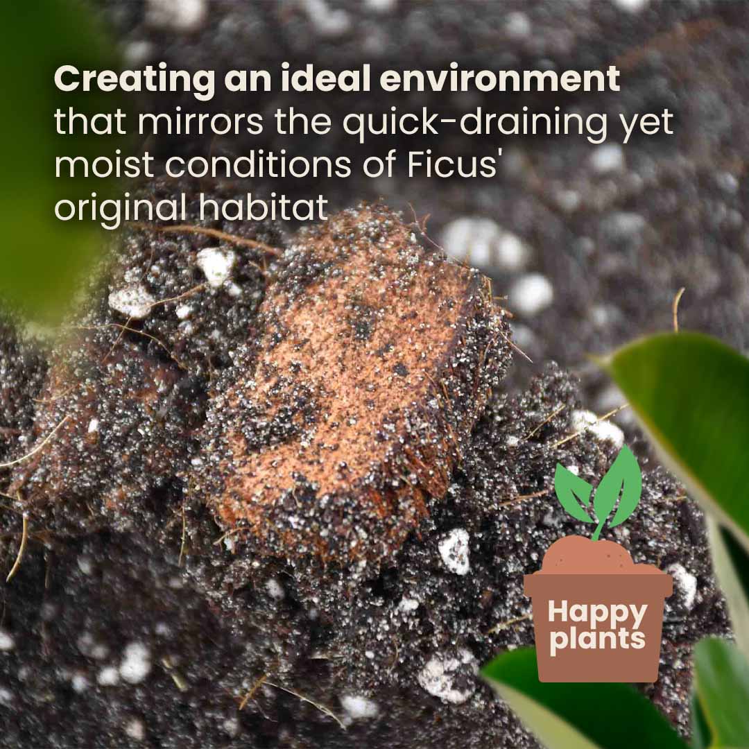 Substrato para Ficus