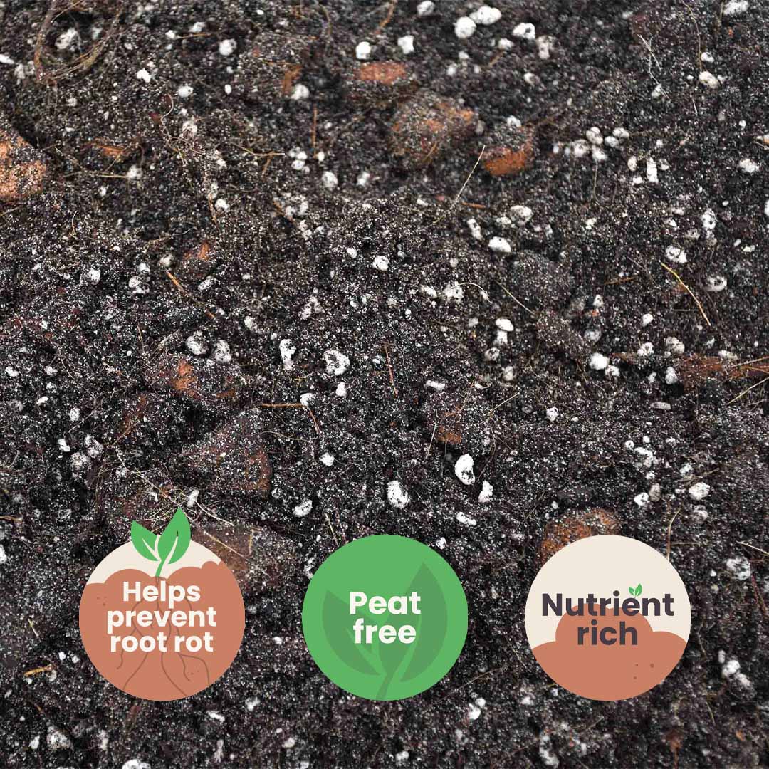 Substrato para Ficus