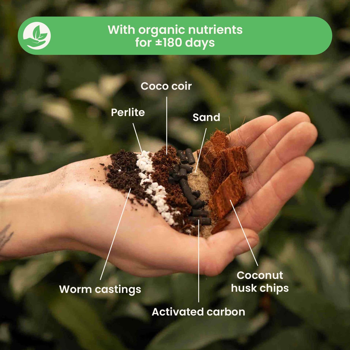 Substrato para Ficus