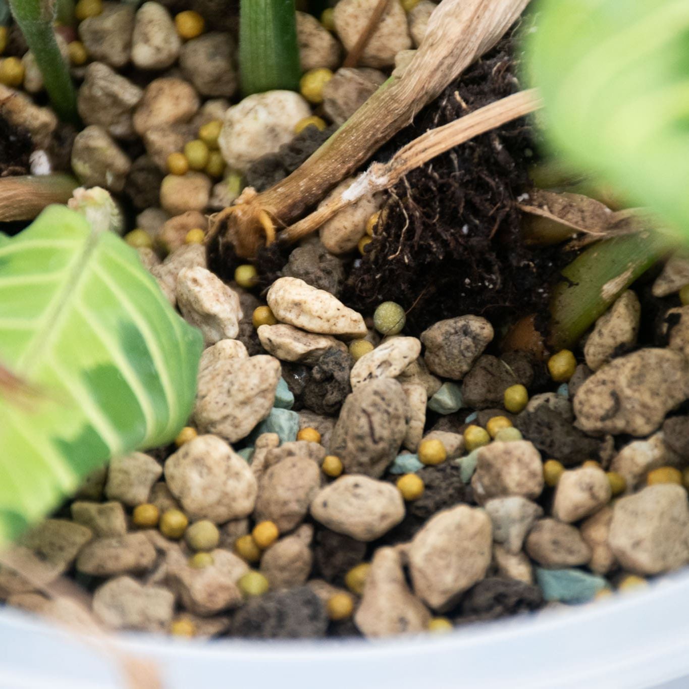Fertilizante de Liberação Lenta para Orquídeas