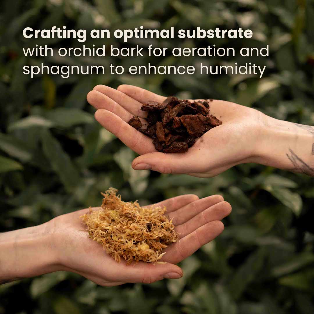 Substrato para Orquídeas