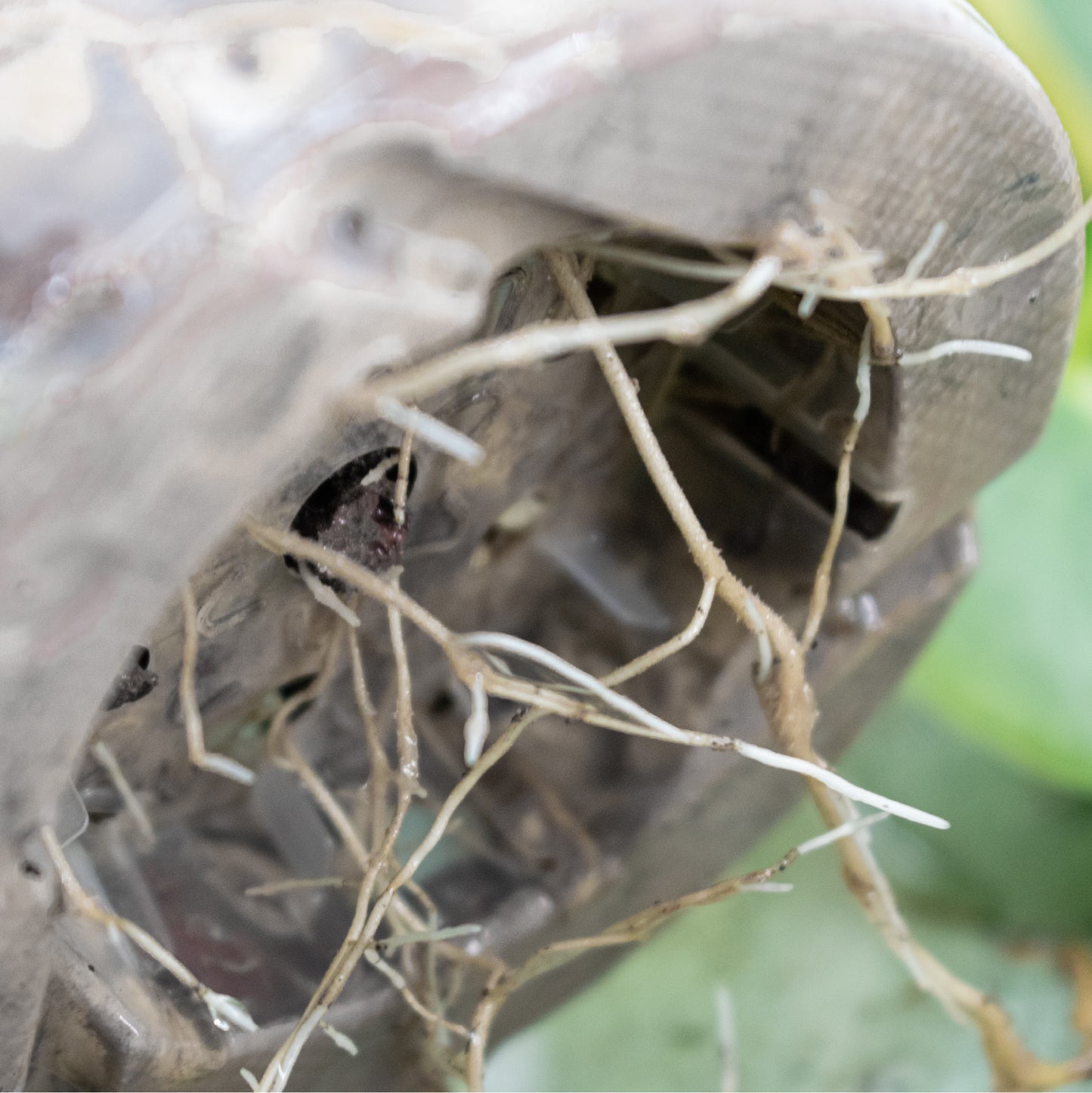 Mistura mineral base (SYBA-Hydro, não fertilizada)