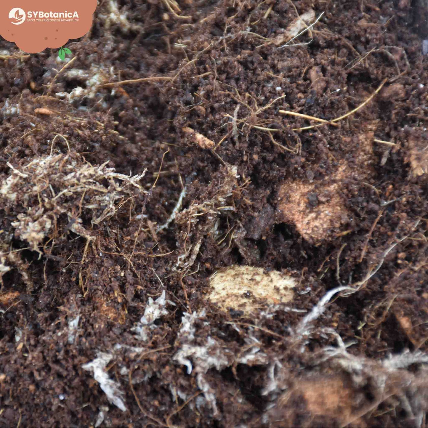 Substrato para Terrário