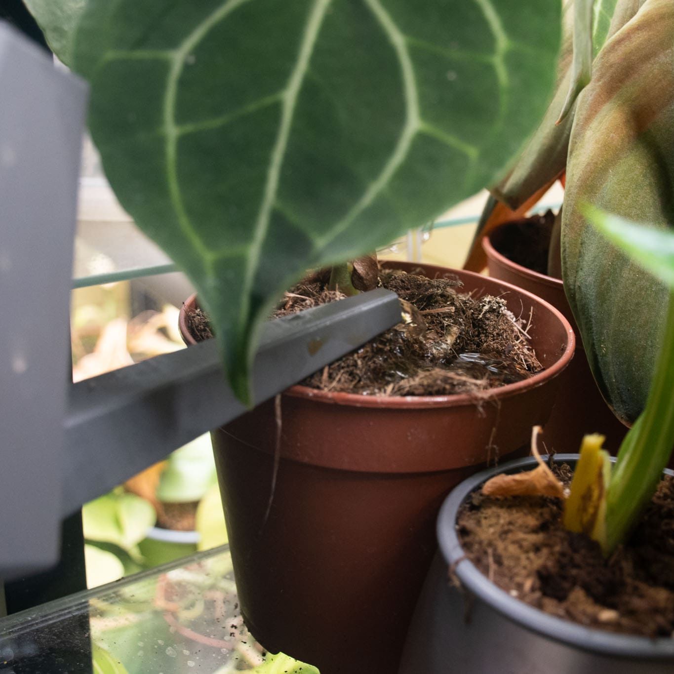 Fertilizante Líquido BIO para Cactos