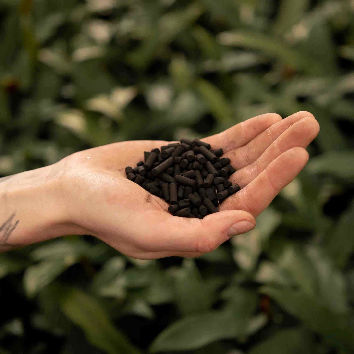 Carvão vegetal ativado