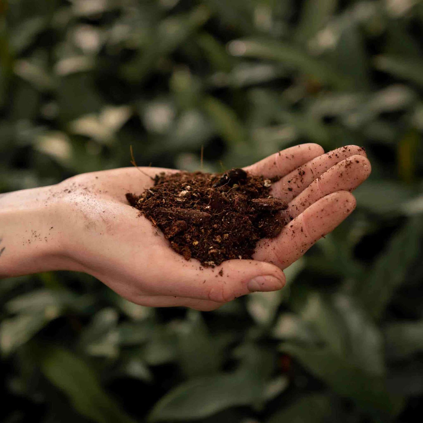 Substrato para Alocasia