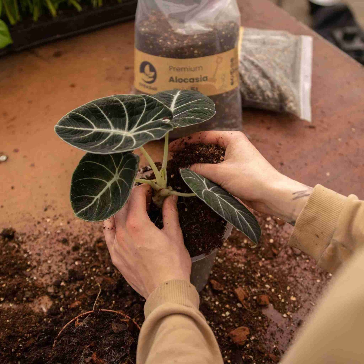 Substrato para Alocasia