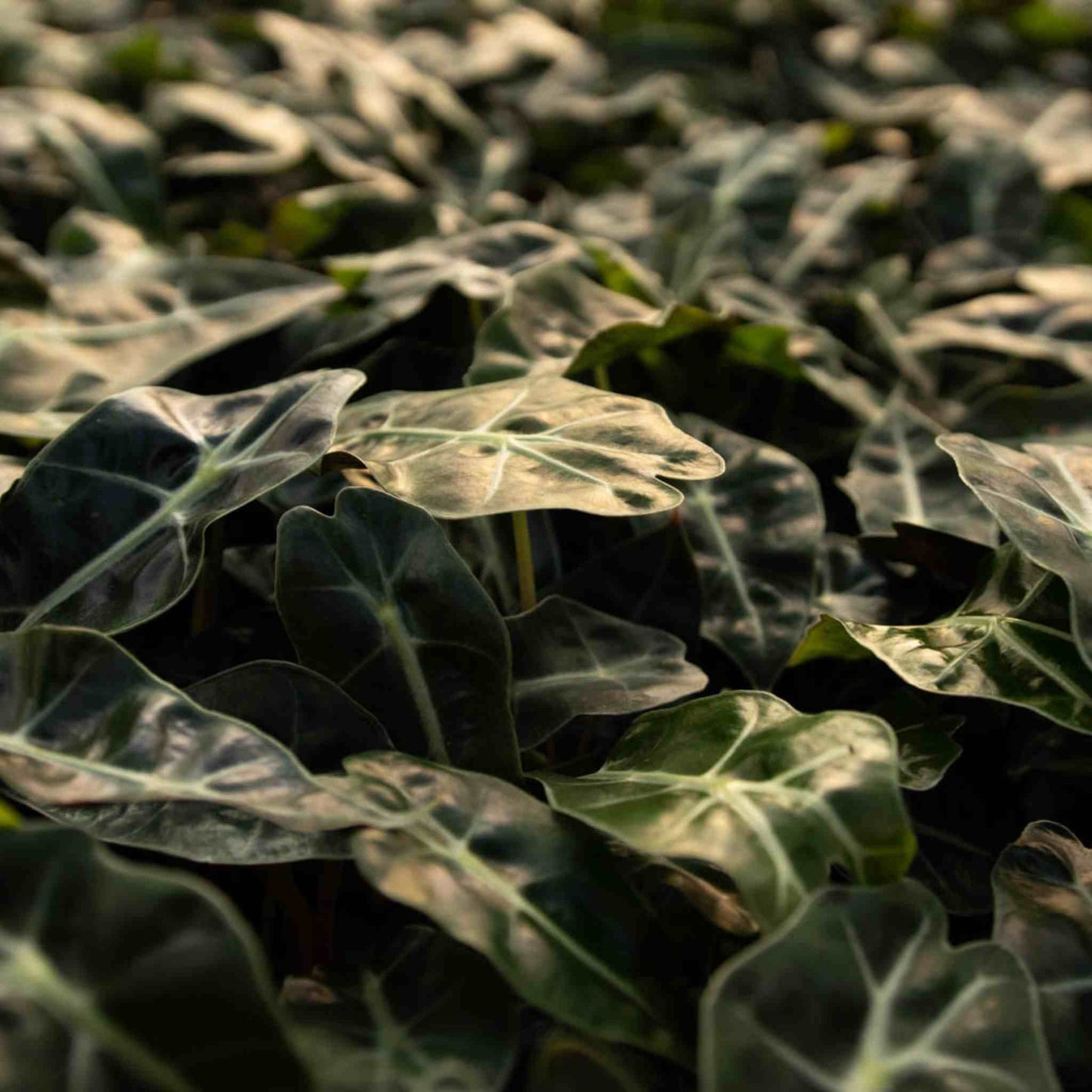 Substrato para Alocasia