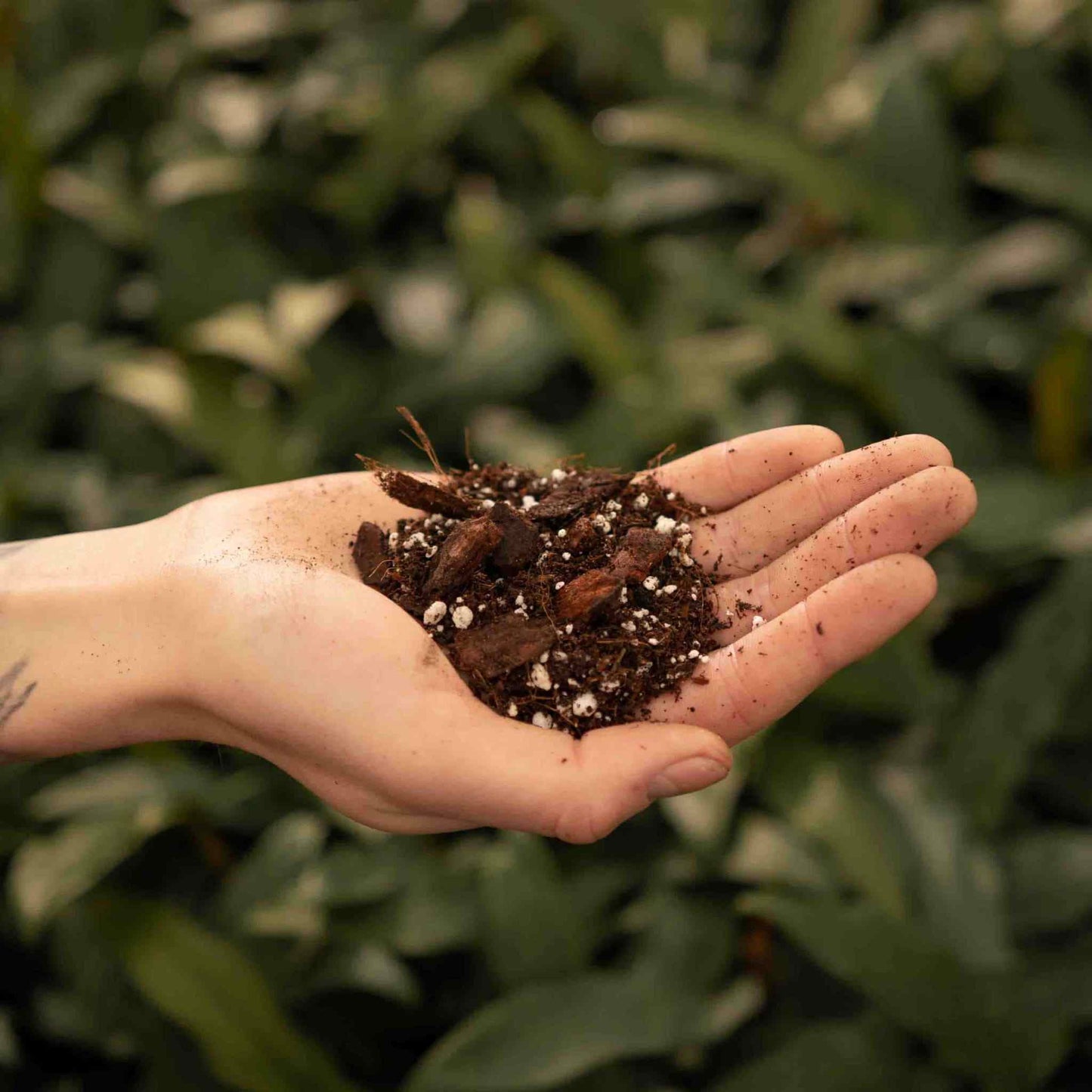 Substrato para Anthurium