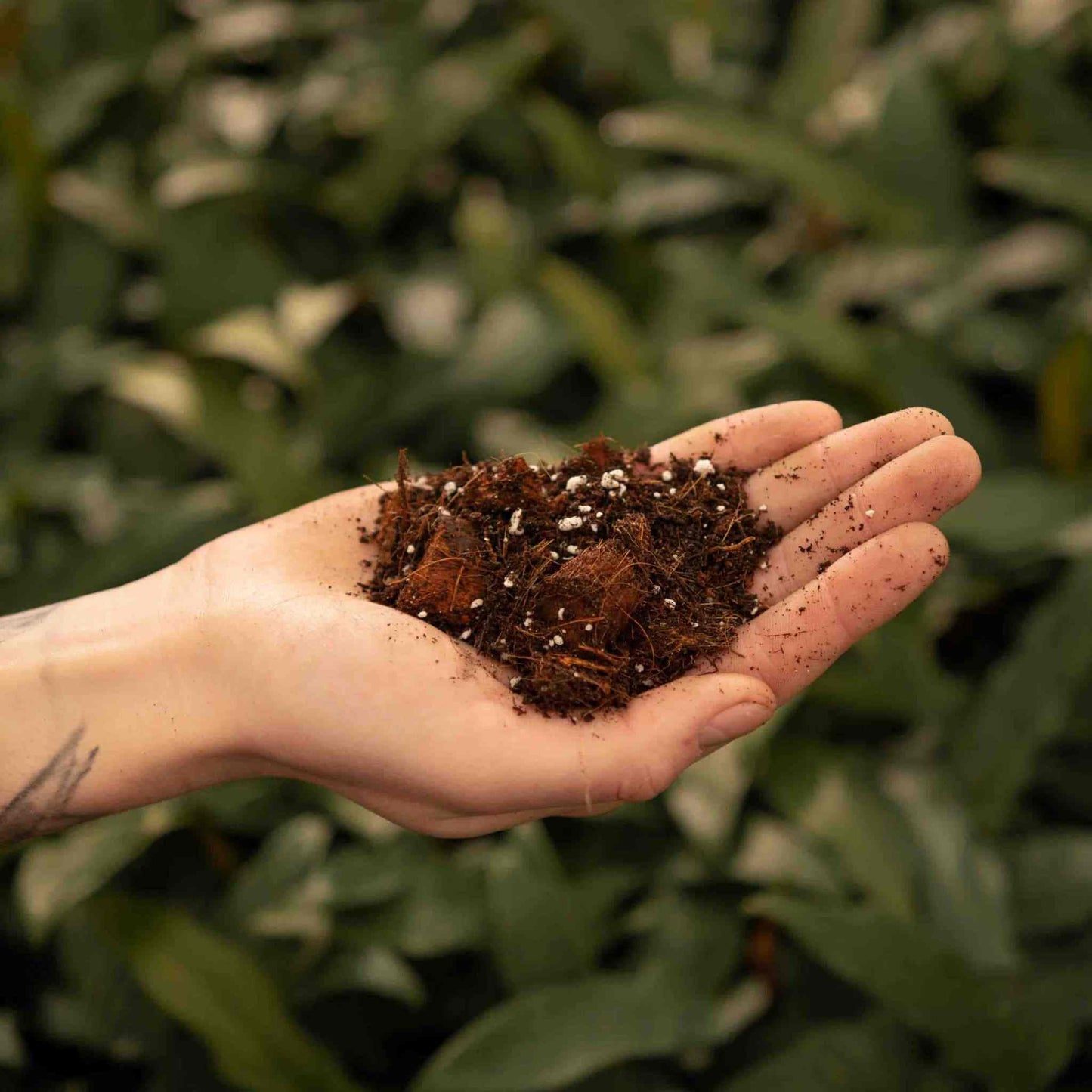 Substrato para Aroid