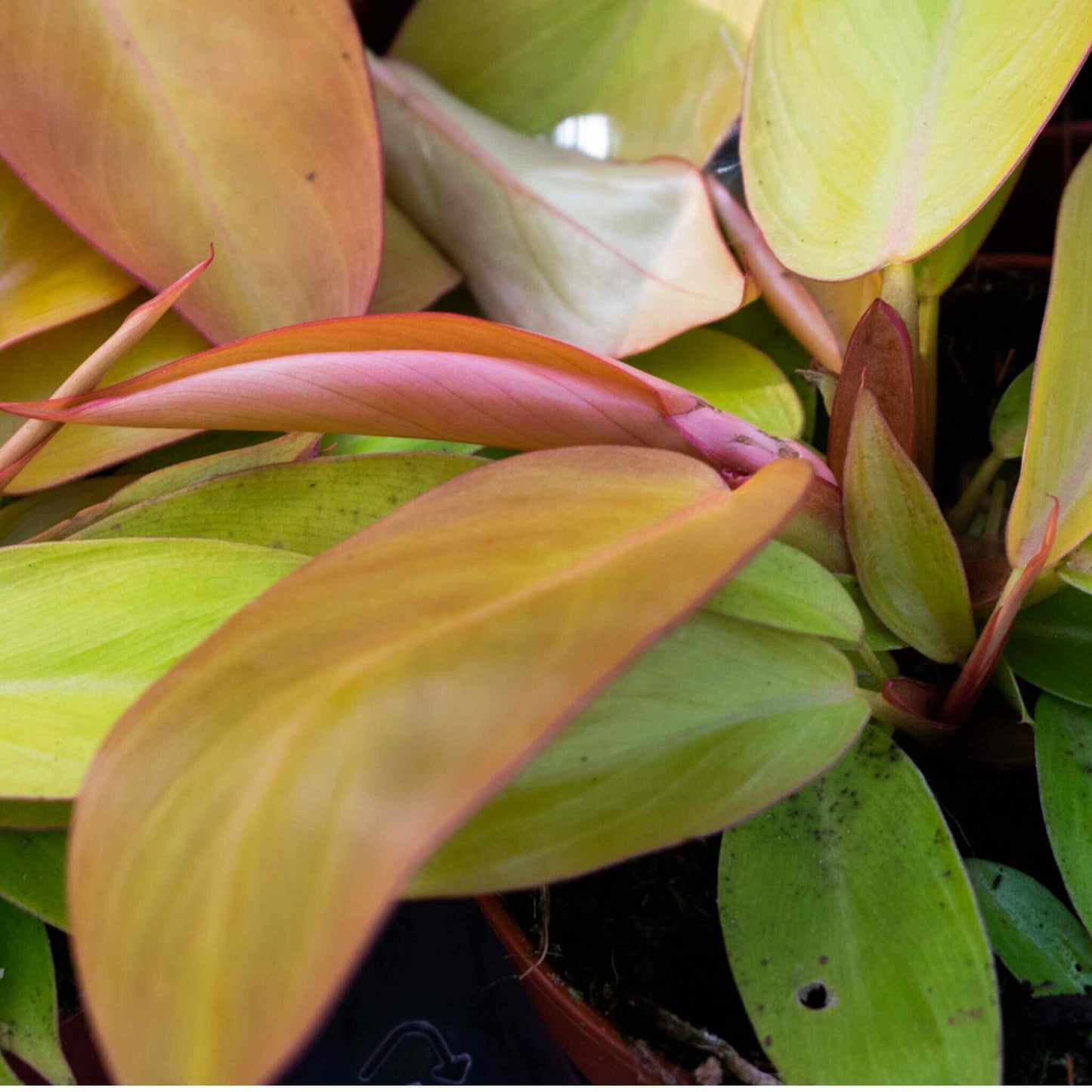 Substrato para Aroid