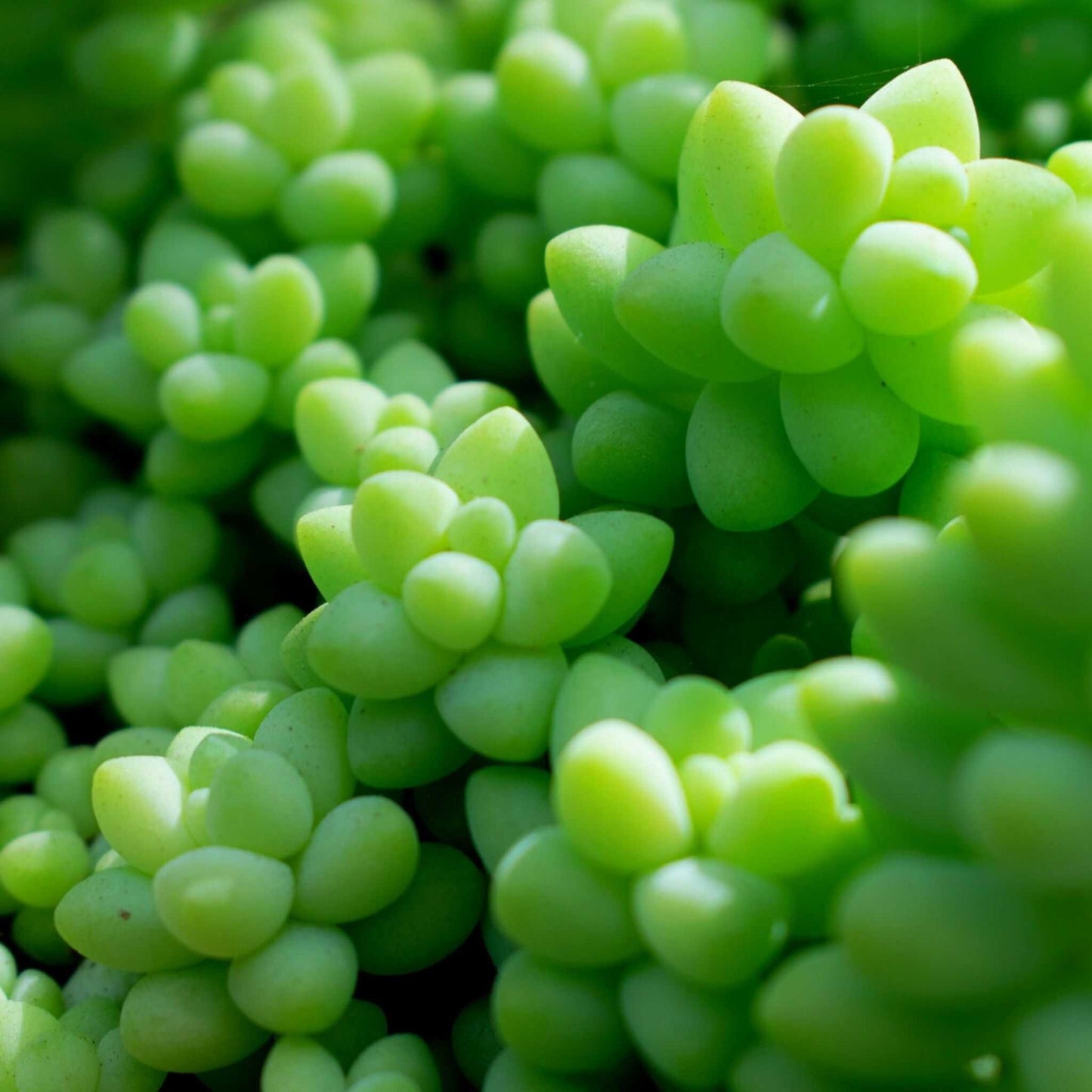 Substrato para Cactos & Suculentas