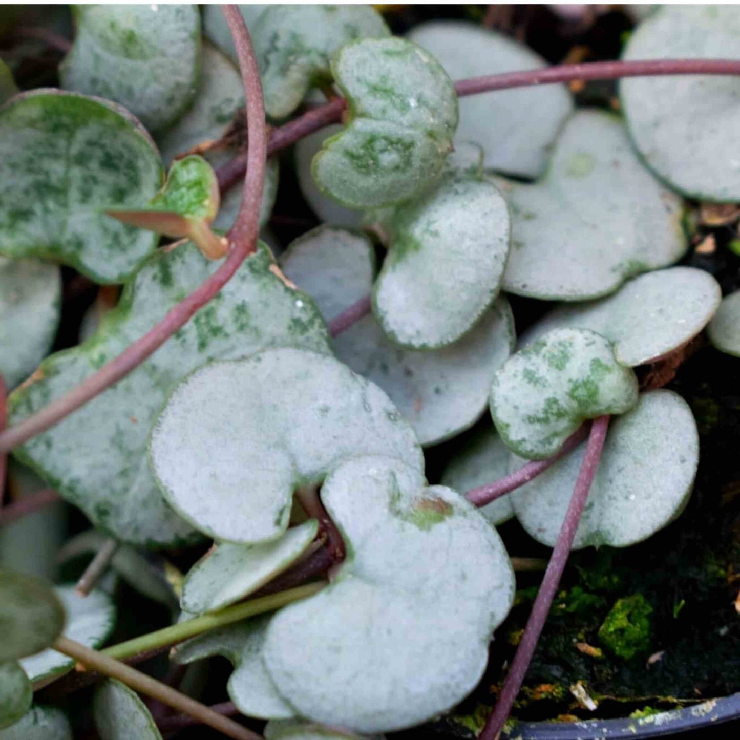 Substrato para Cactos & Suculentas