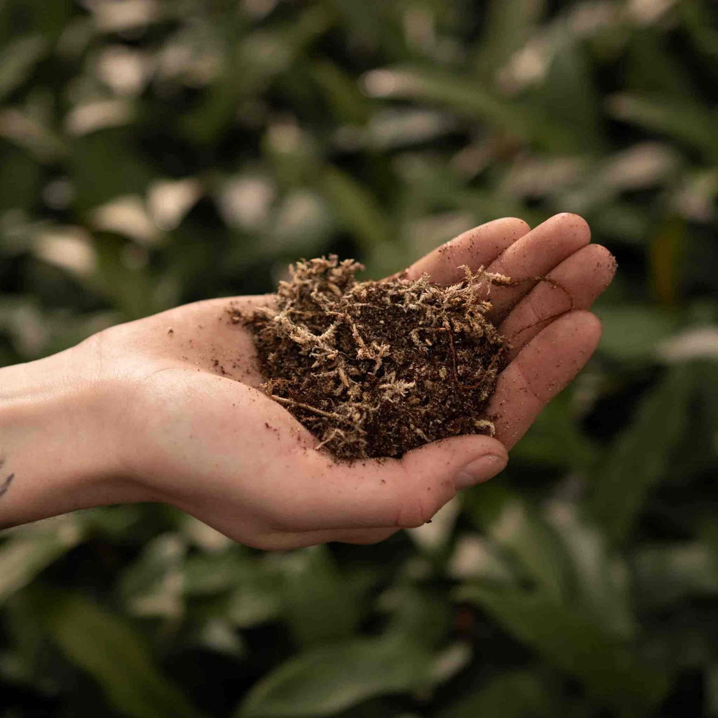 Substrato para Plantas carnívoras